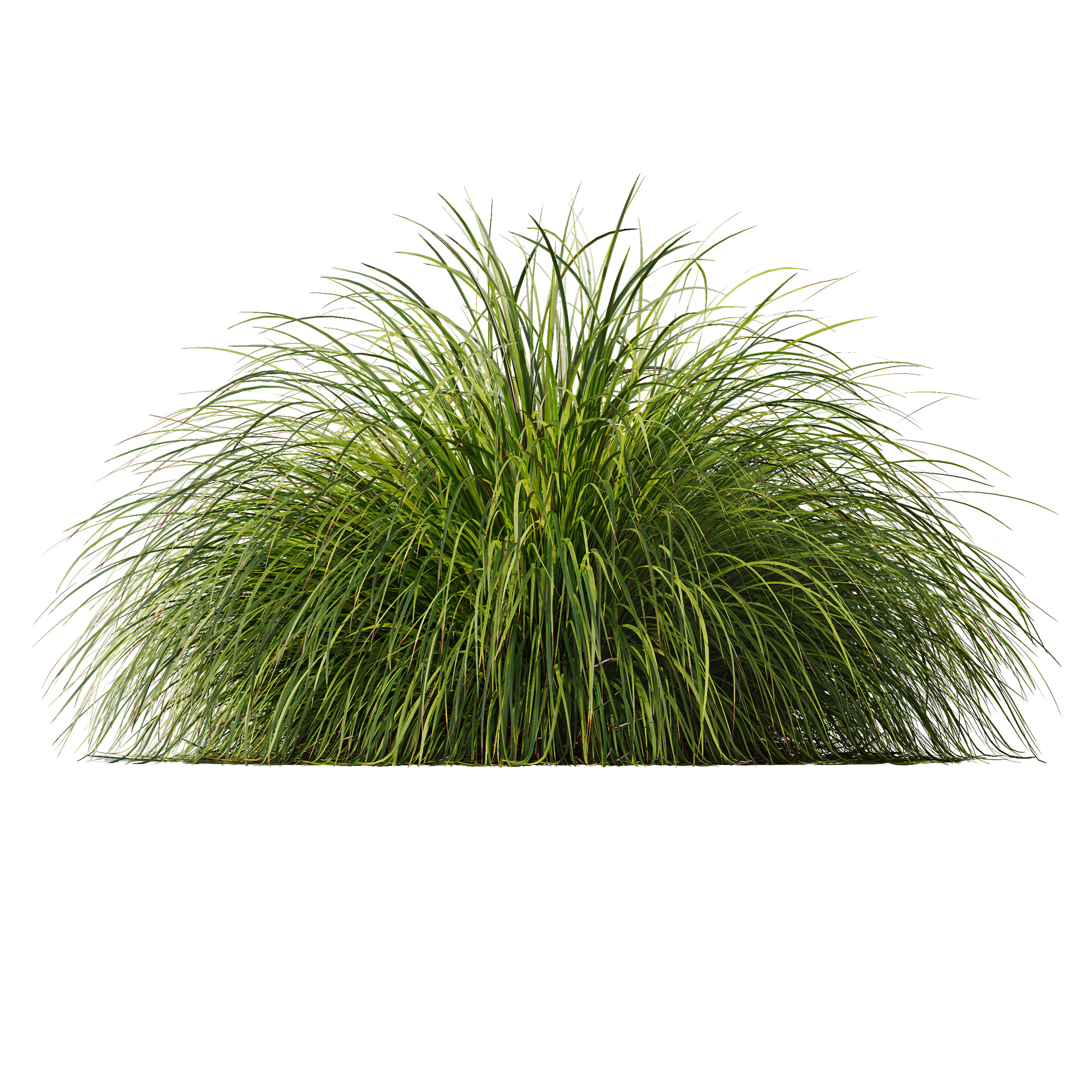 AV Calamagrostis Acutiflora Karl Foerster and Aurea Grasses 3D model_2