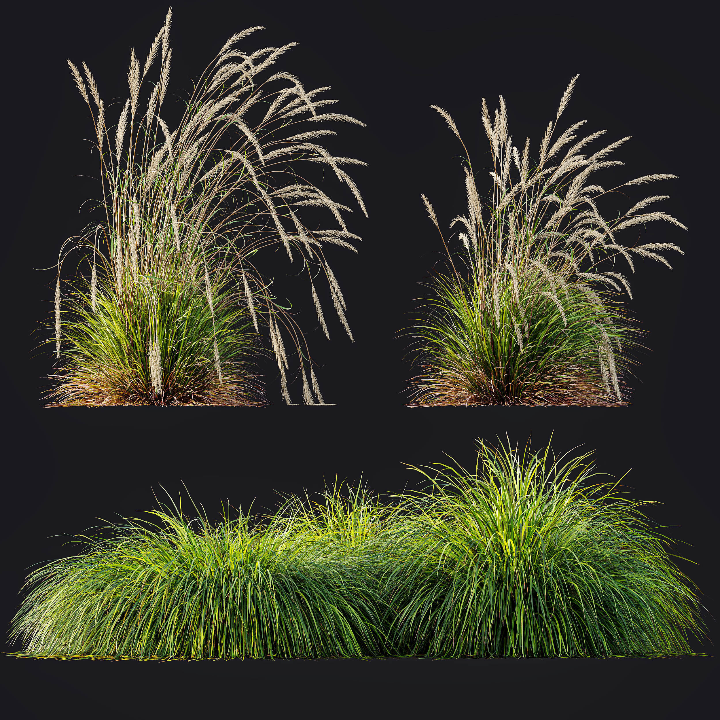 AV Calamagrostis Acutiflora Karl Foerster and Aurea Grasses 3D model_6