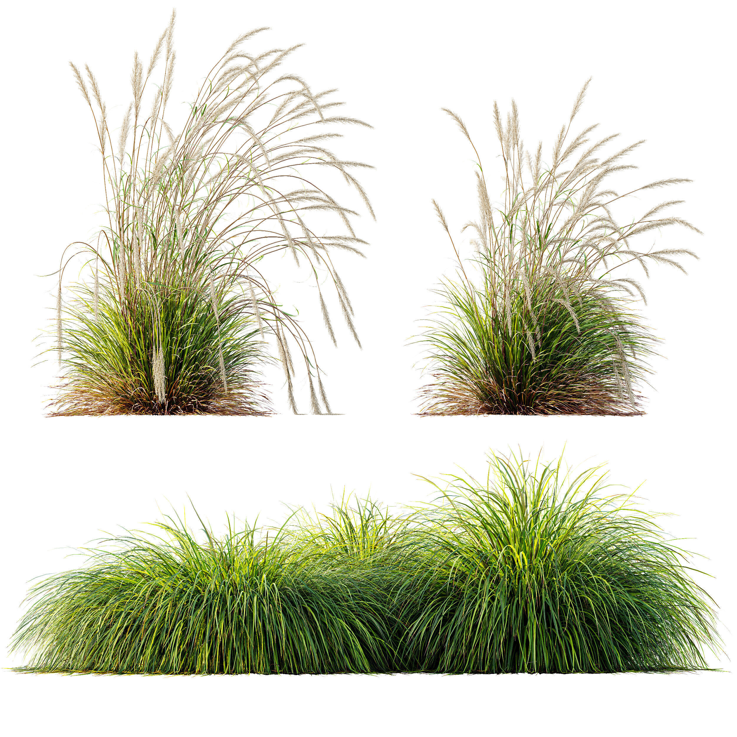 AV Calamagrostis Acutiflora Karl Foerster and Aurea Grasses 3D model_8
