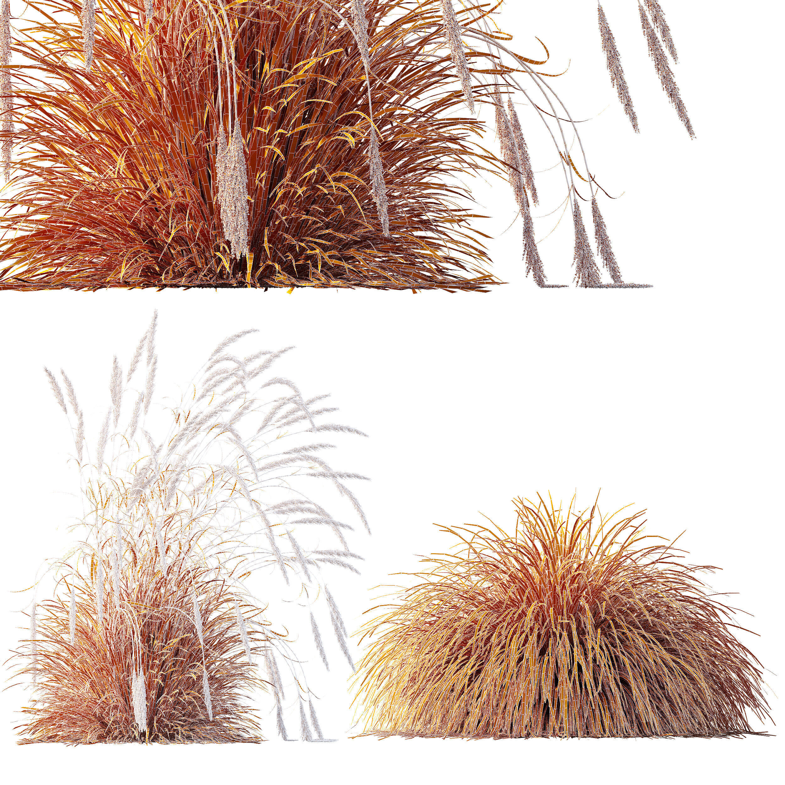 AV Calamagrostis Acutiflora Karl Foerster and Aurea Grasses 3D model_11