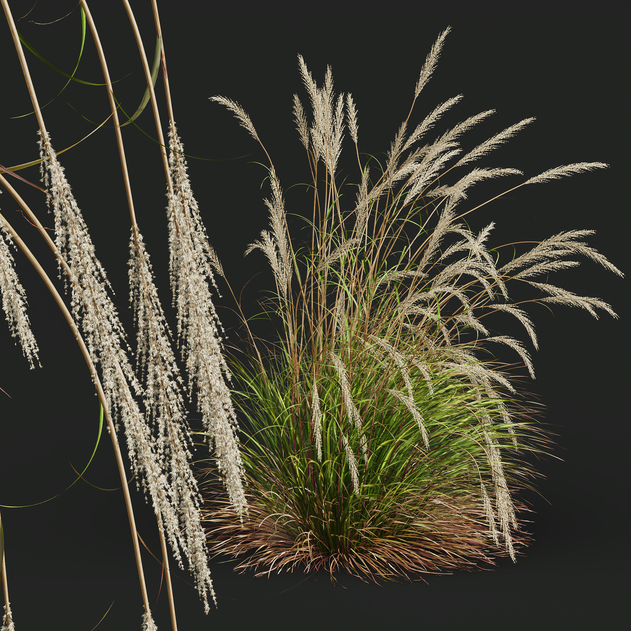 AV Calamagrostis Acutiflora Karl Foerster and Aurea Grasses 3D model_1