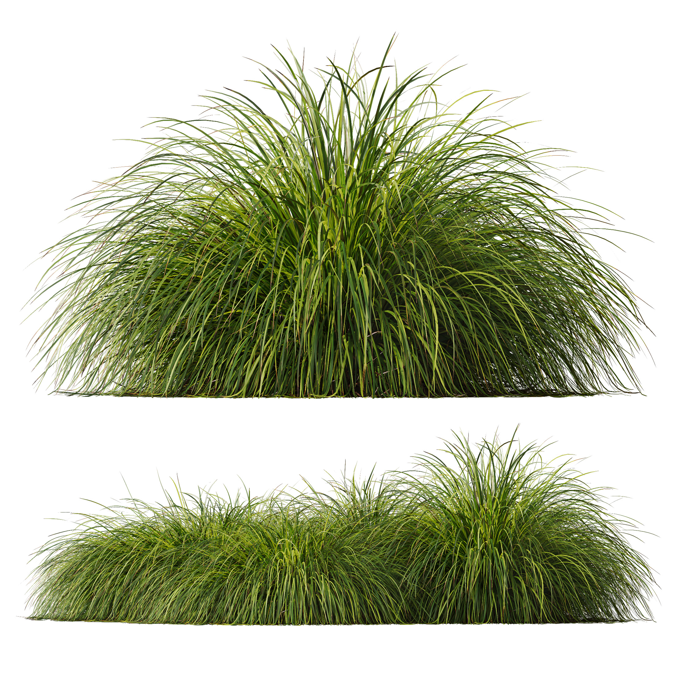 AV Calamagrostis Acutiflora Karl Foerster and Aurea Grasses 3D model_4