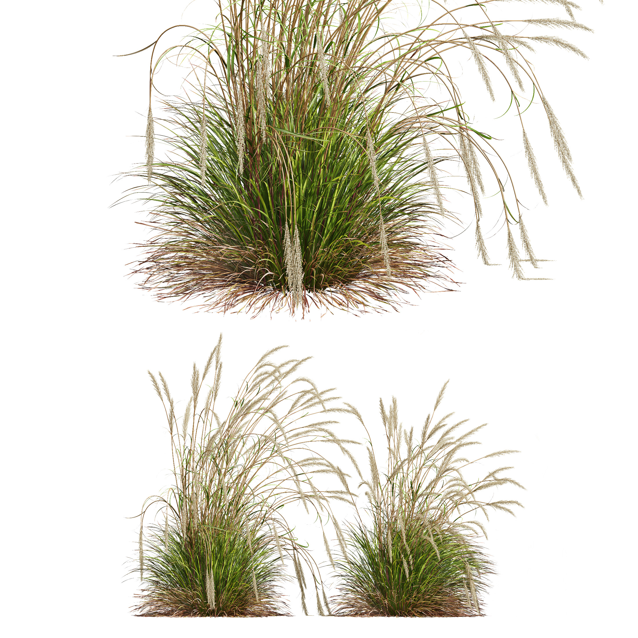 AV Calamagrostis Acutiflora Karl Foerster and Aurea Grasses 3D model_5