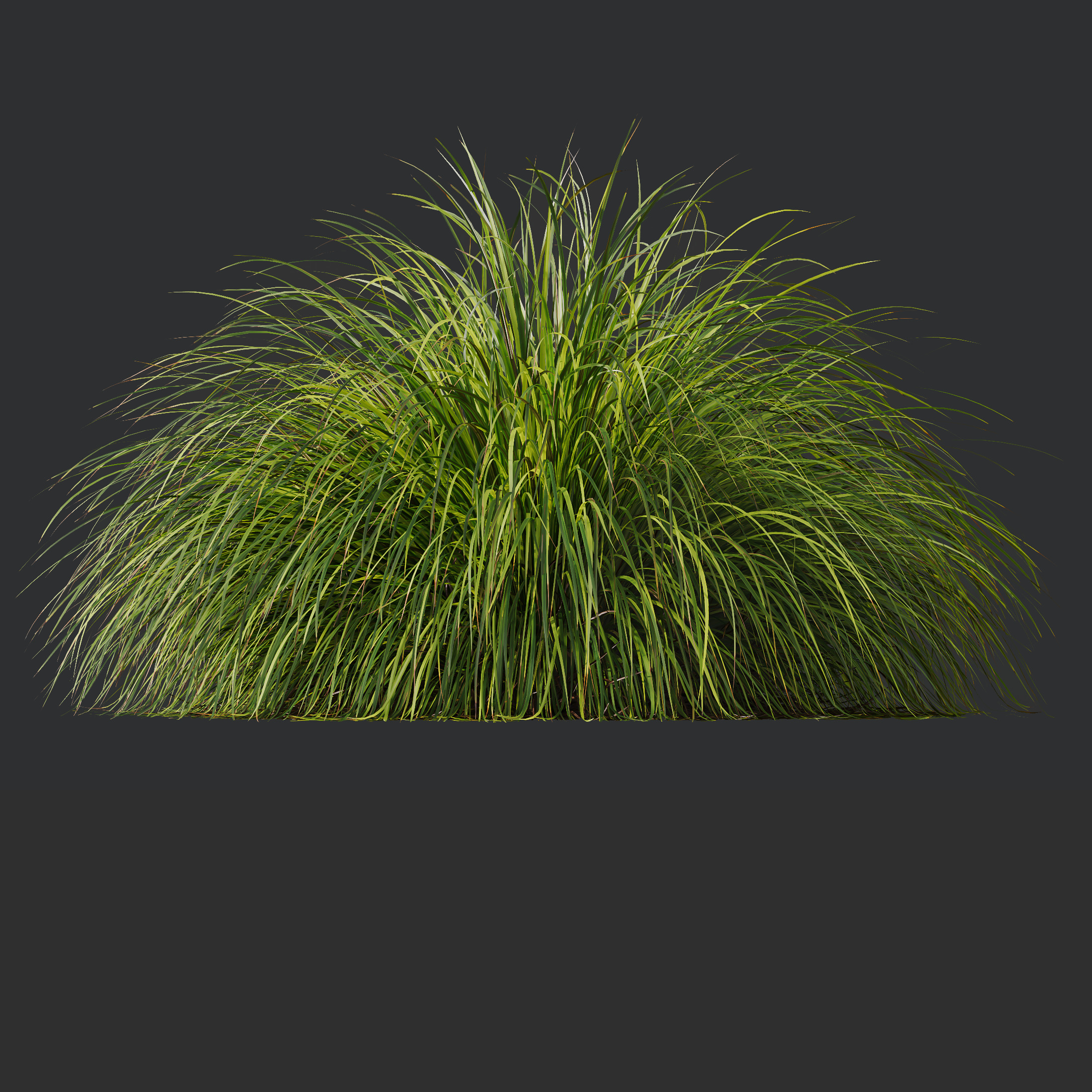 AV Calamagrostis Acutiflora Karl Foerster and Aurea Grasses 3D model_7