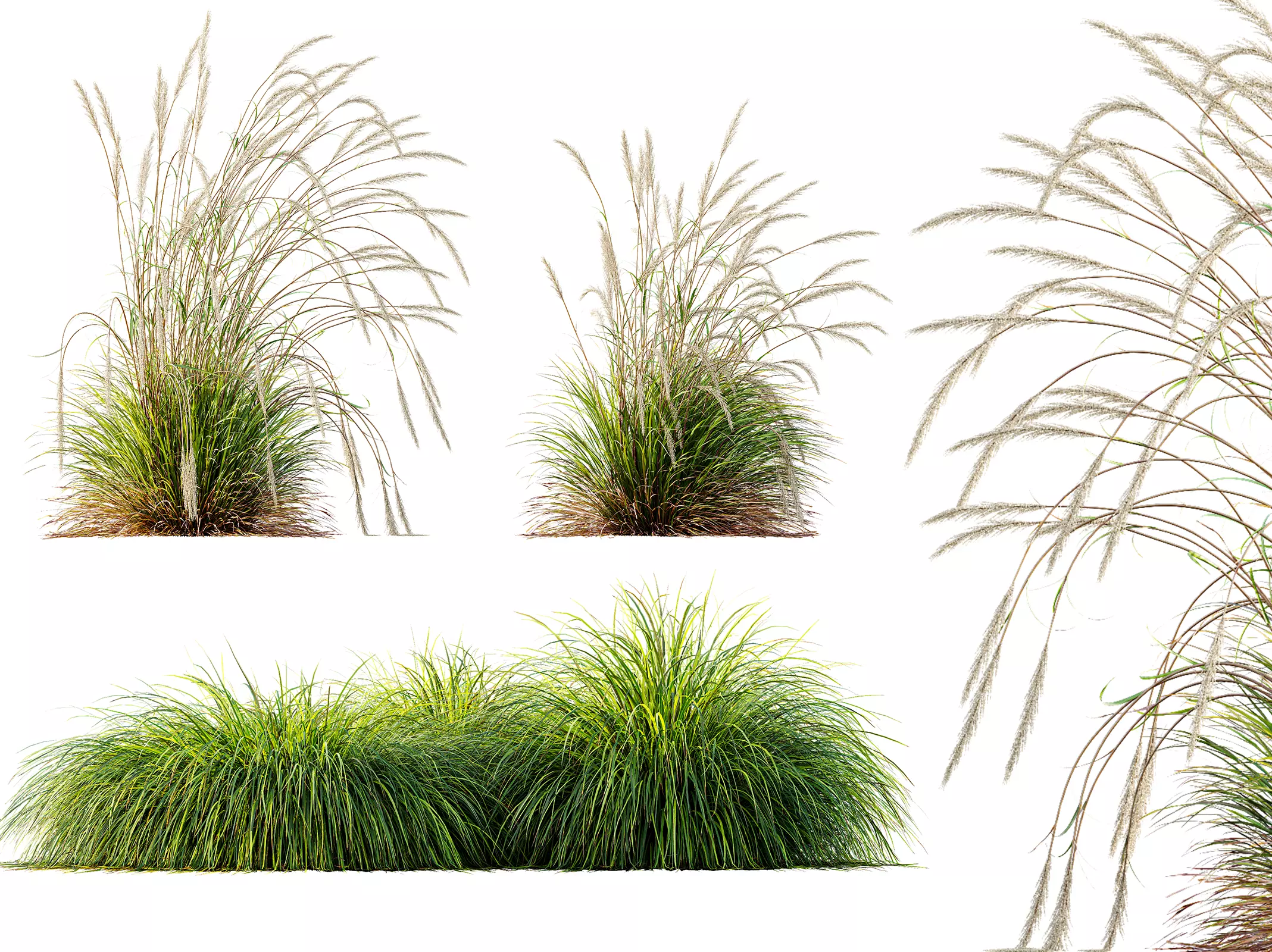 AV Calamagrostis Acutiflora Karl Foerster and Aurea Grasses 3D model_0