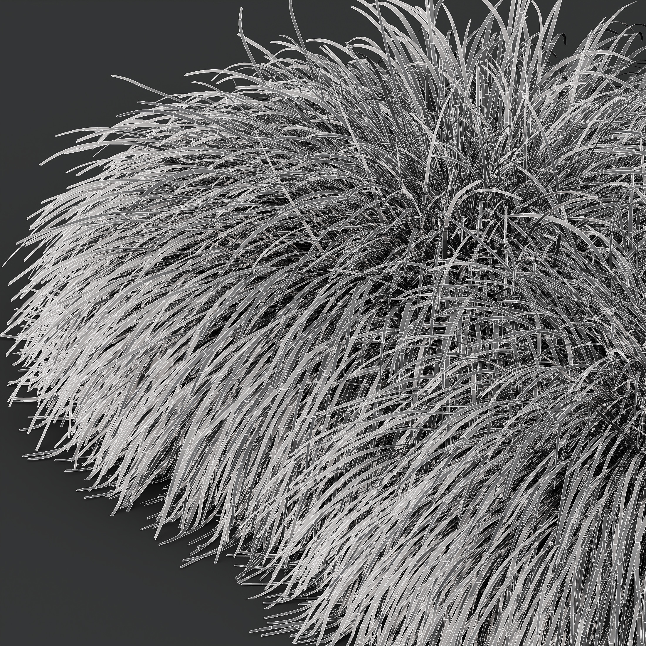 AV Calamagrostis Acutiflora Karl Foerster and Aurea Grasses 3D model_10