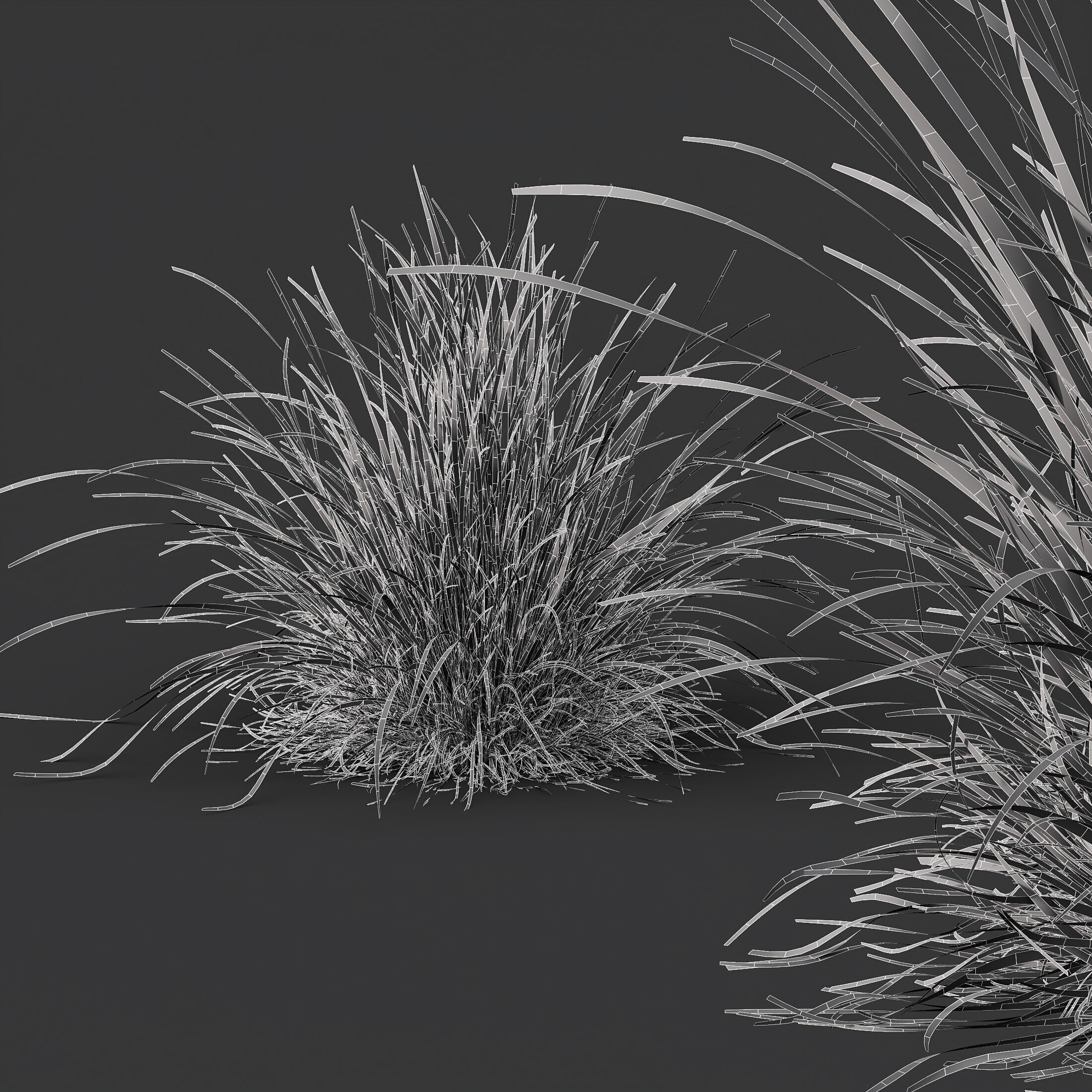 AV 6 different Grasses Pennisetum Hameln and Aurea grass 3D model_12