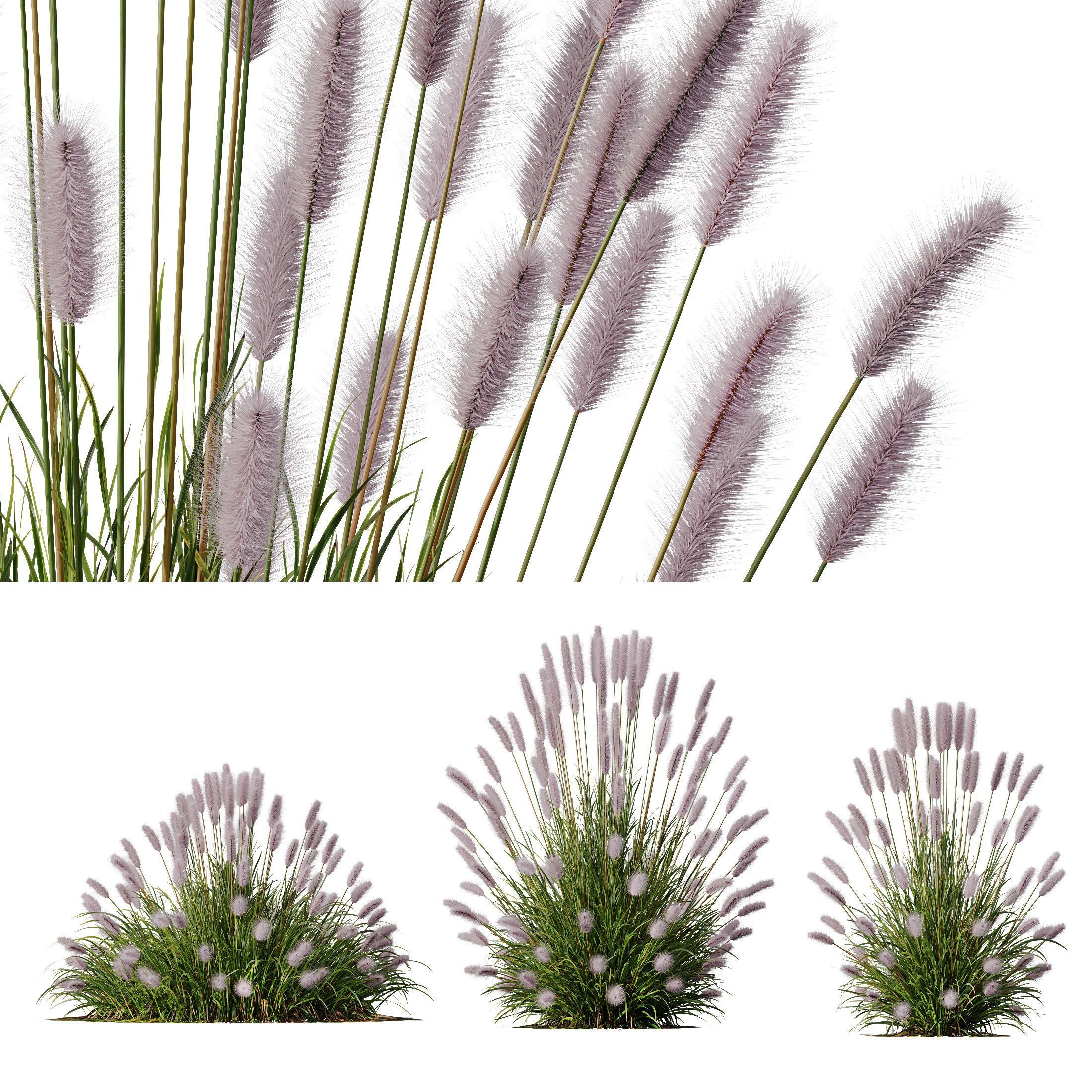 AV 6 different Grasses Pennisetum Hameln and Aurea grass 3D model_5
