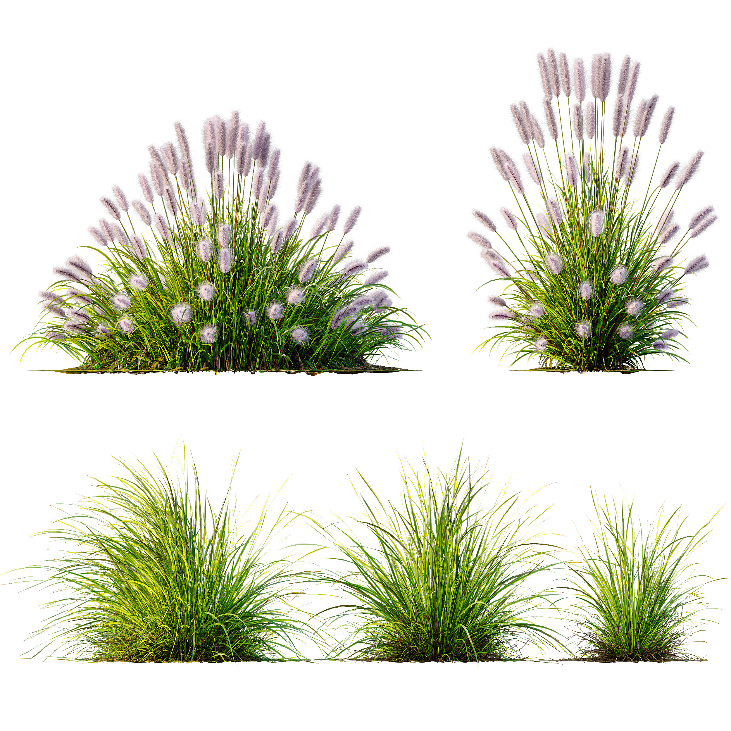 AV 6 different Grasses Pennisetum Hameln and Aurea grass 3D model_8