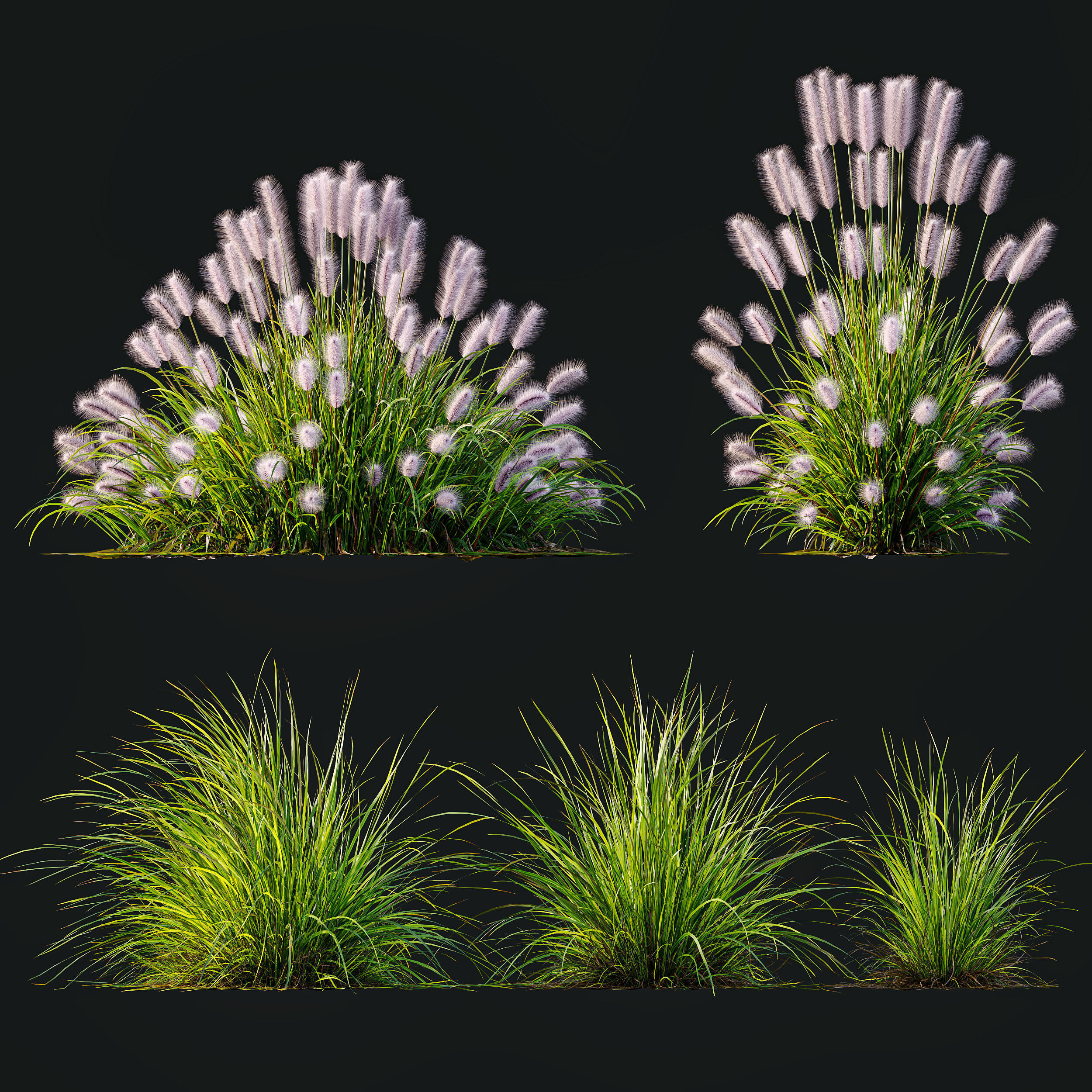 AV 6 different Grasses Pennisetum Hameln and Aurea grass 3D model_10