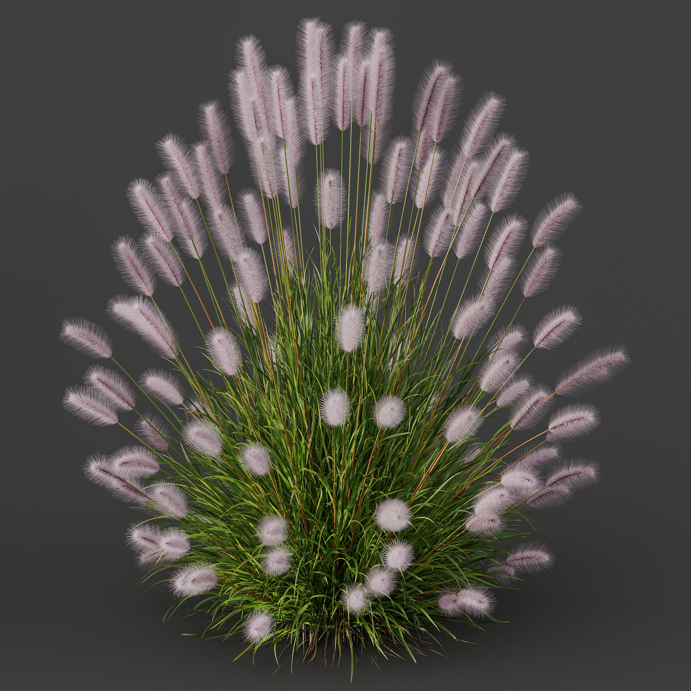AV 6 different Grasses Pennisetum Hameln and Aurea grass 3D model_9