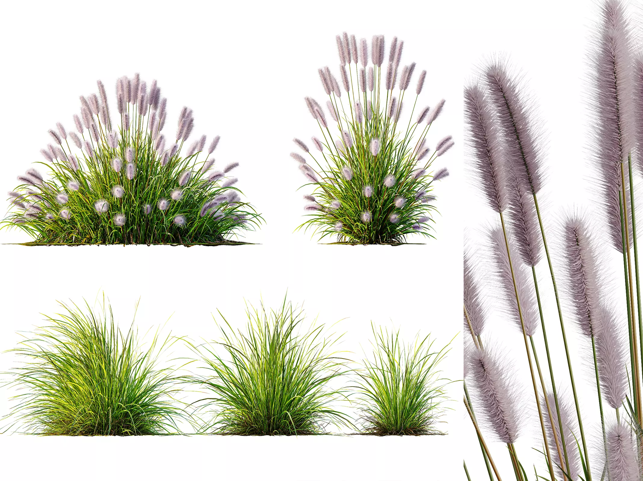 AV 6 different Grasses Pennisetum Hameln and Aurea grass 3D model_0