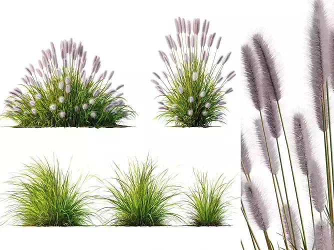 AV 6 different Grasses Pennisetum Hameln and Aurea grass 3D model