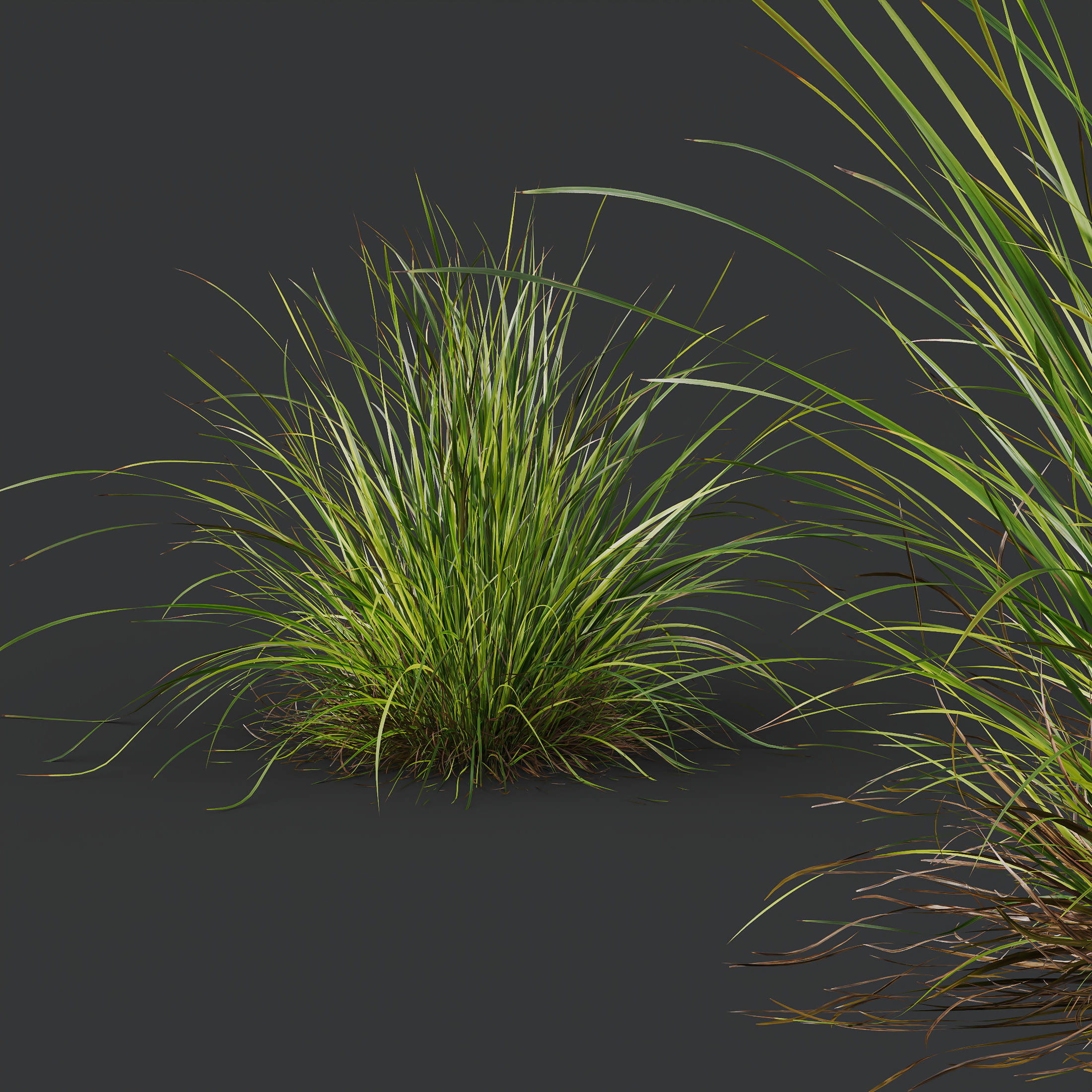 AV 6 different Grasses Pennisetum Hameln and Aurea grass 3D model_2