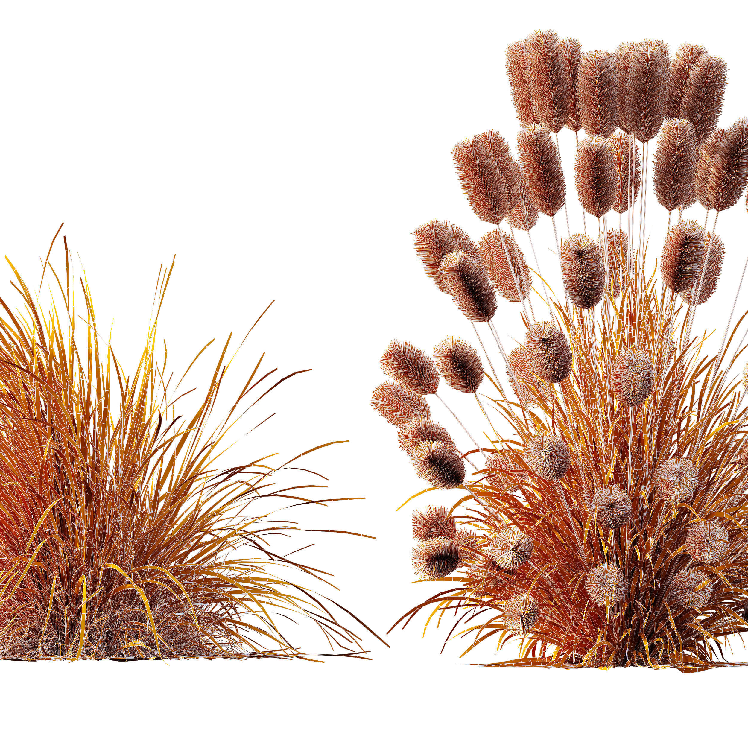 AV 6 different Grasses Pennisetum Hameln and Aurea grass 3D model_13