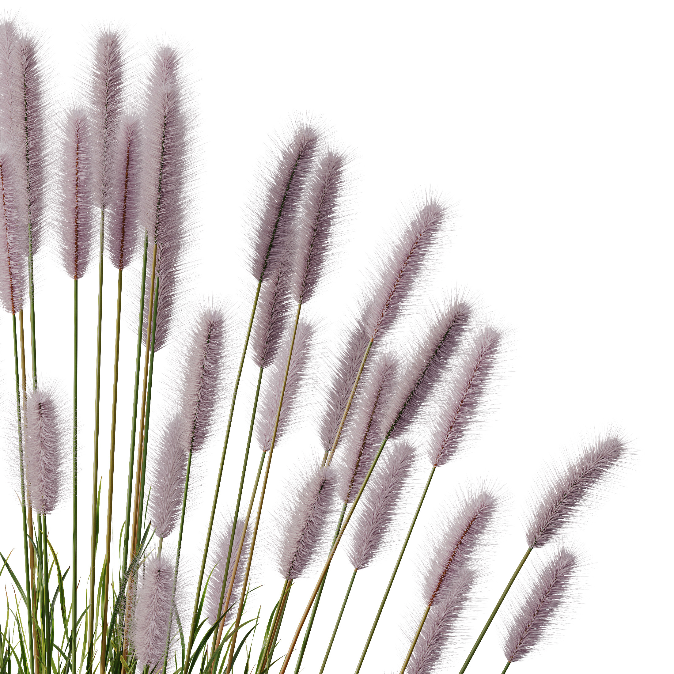 AV 6 different Grasses Pennisetum Hameln and Aurea grass 3D model_1