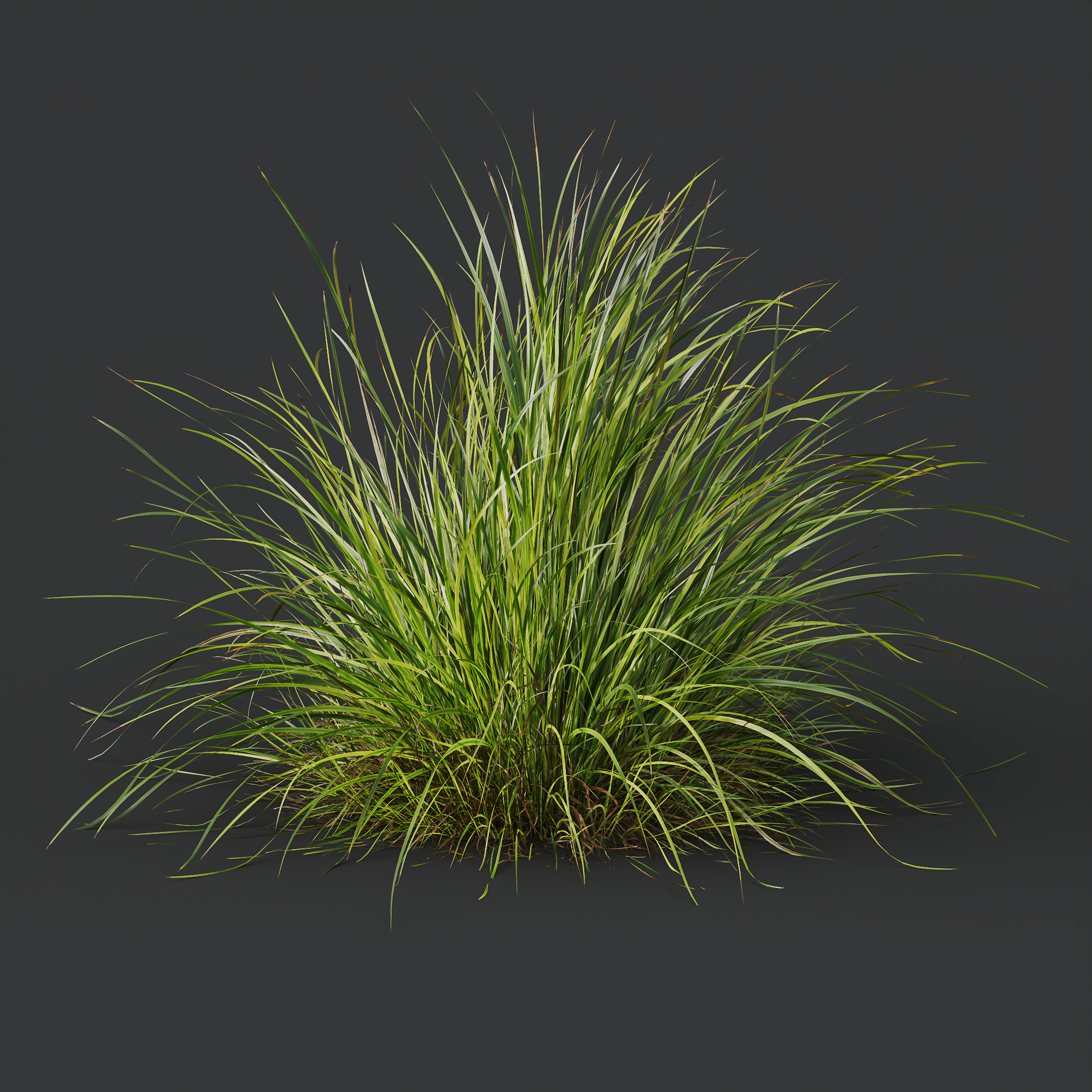 AV 6 different Grasses Pennisetum Hameln and Aurea grass 3D model_7
