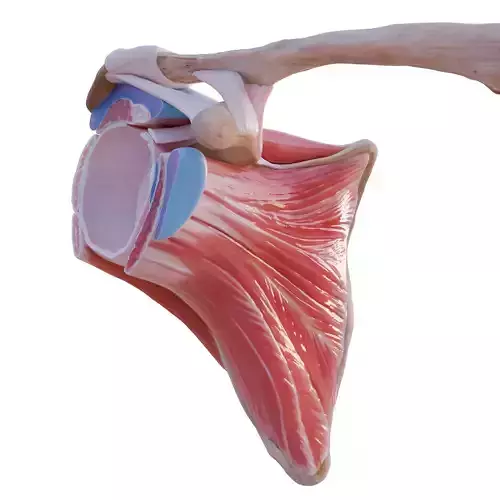 Shoulder anatomy -glenohumeral joint 3D model
