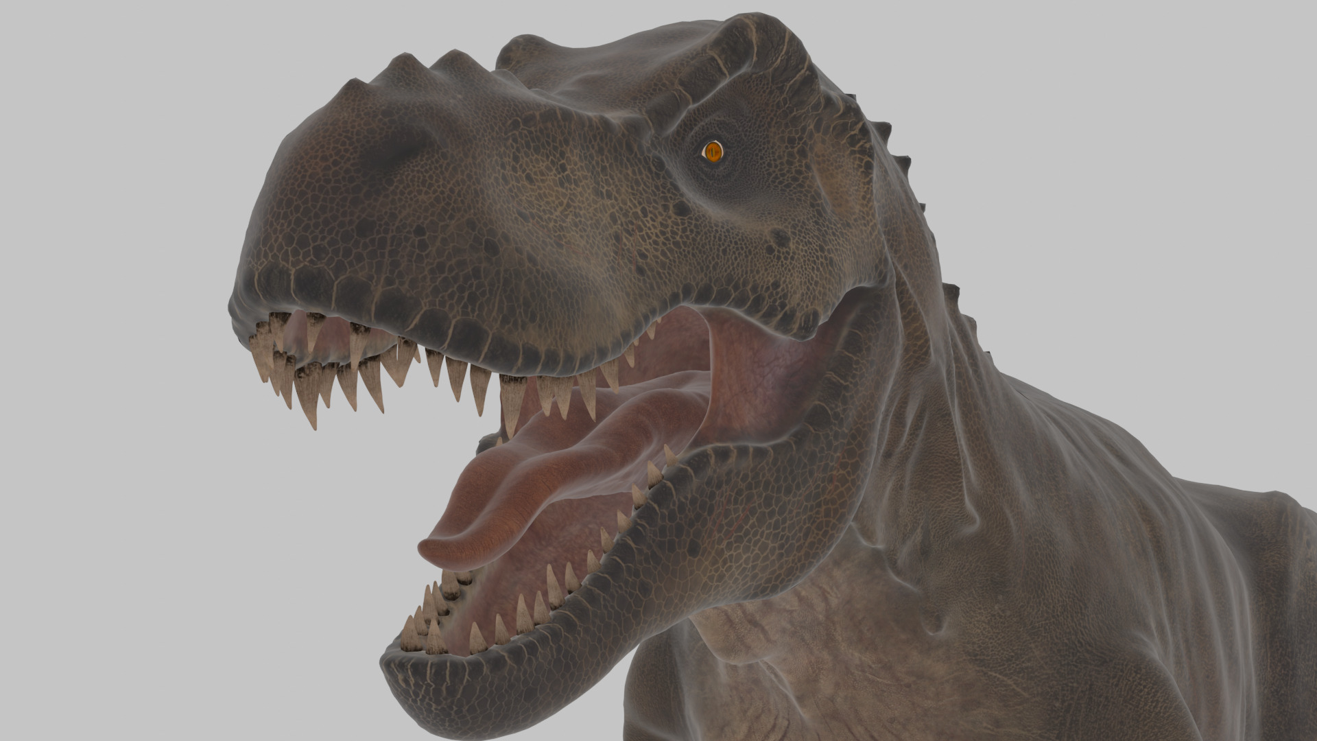 Tyrannosaurus Rex 3D Model 3D model_10