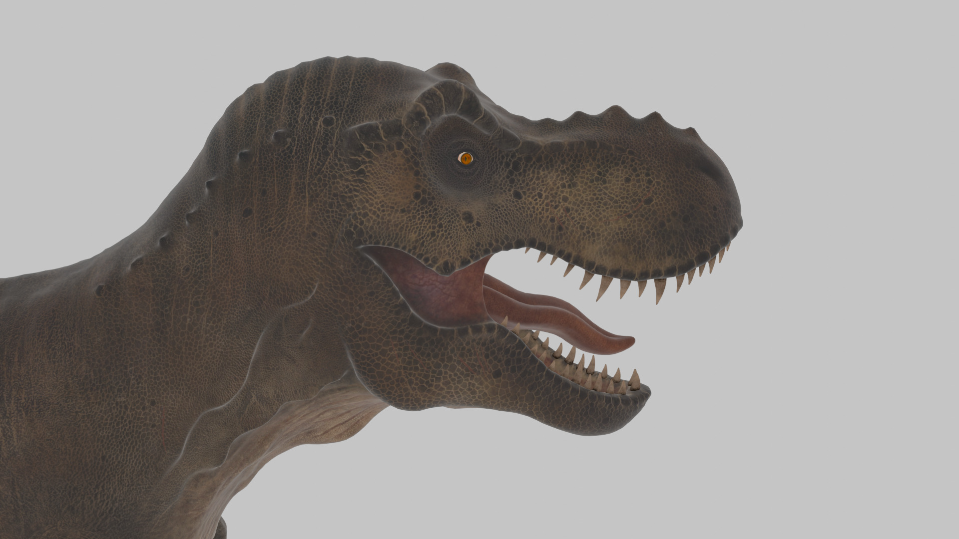 Tyrannosaurus Rex 3D Model 3D model_9