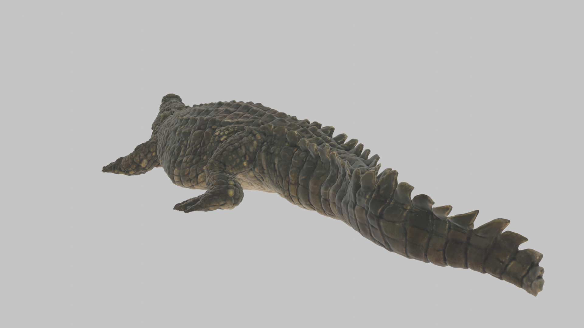 Highly Detailed Crocodile 3D Model 3D model_3