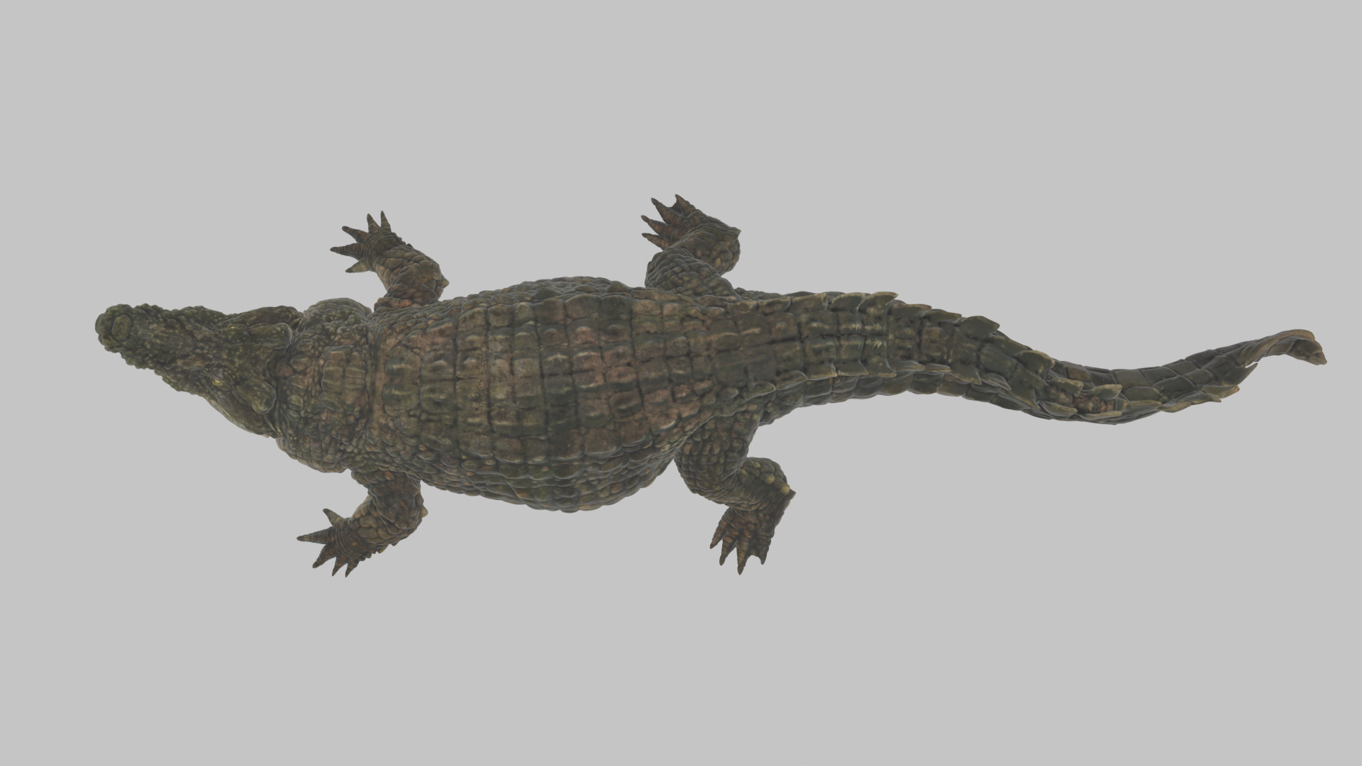 Highly Detailed Crocodile 3D Model 3D model_5