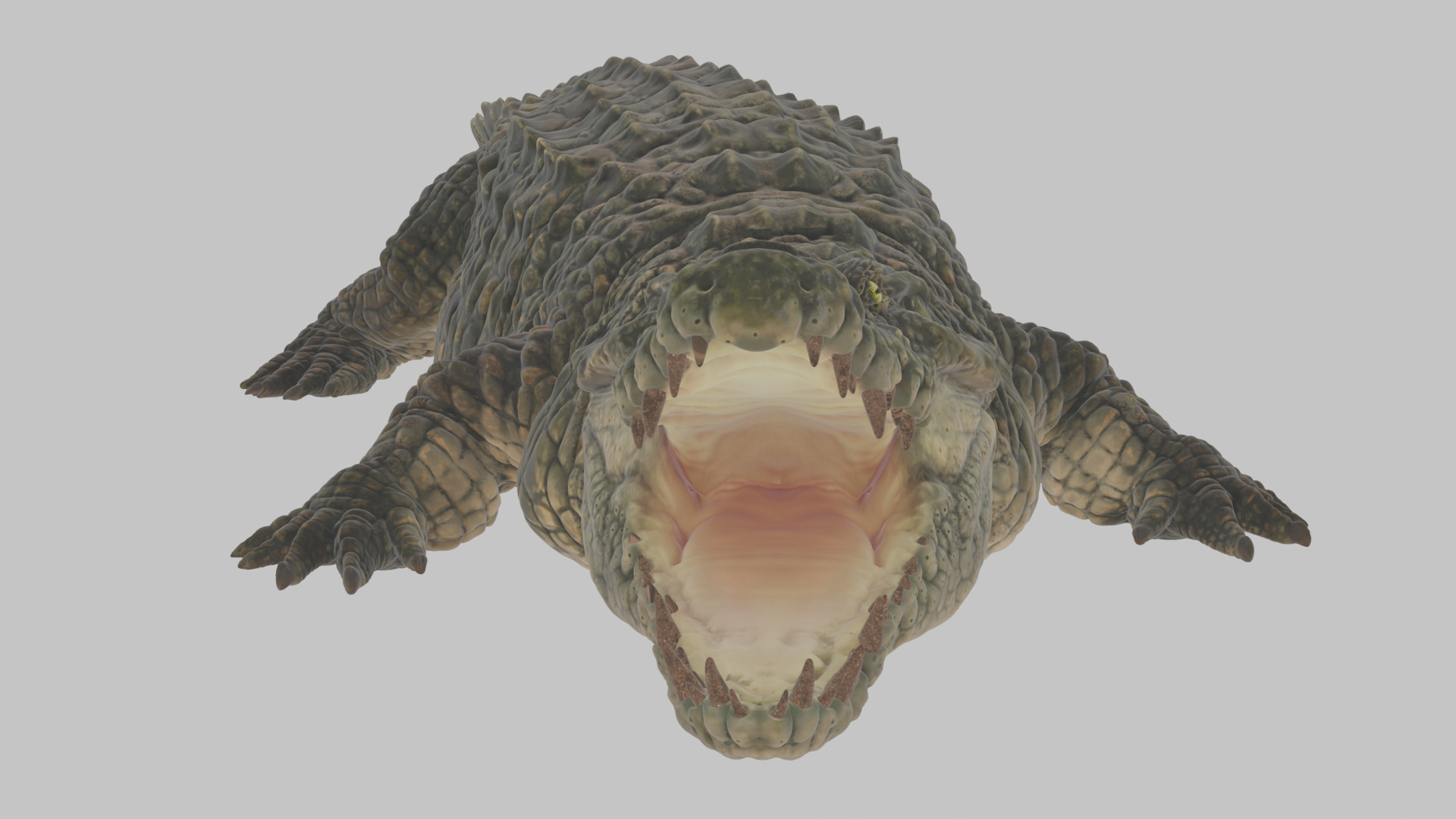 Highly Detailed Crocodile 3D Model 3D model_8