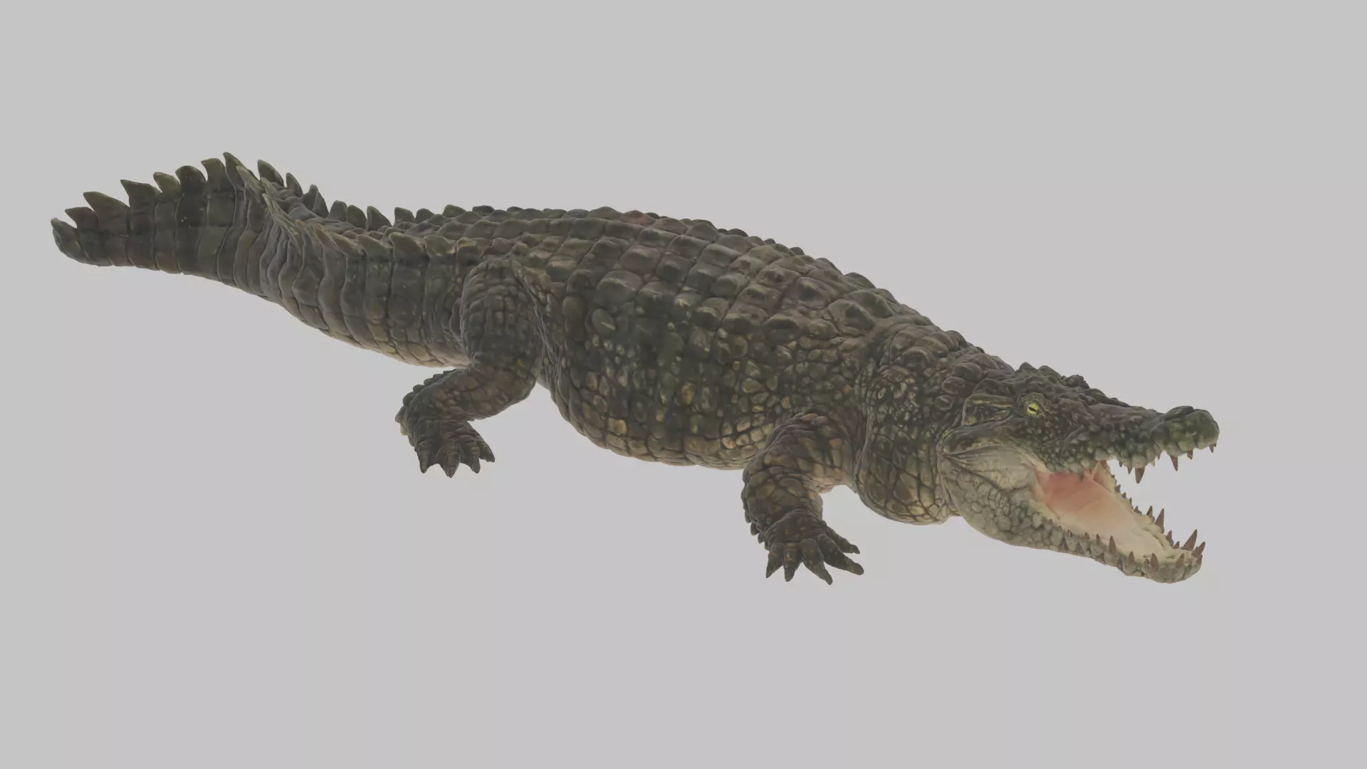 Highly Detailed Crocodile 3D Model 3D model_0