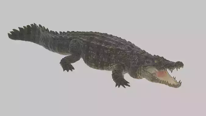 Highly Detailed Crocodile 3D Model