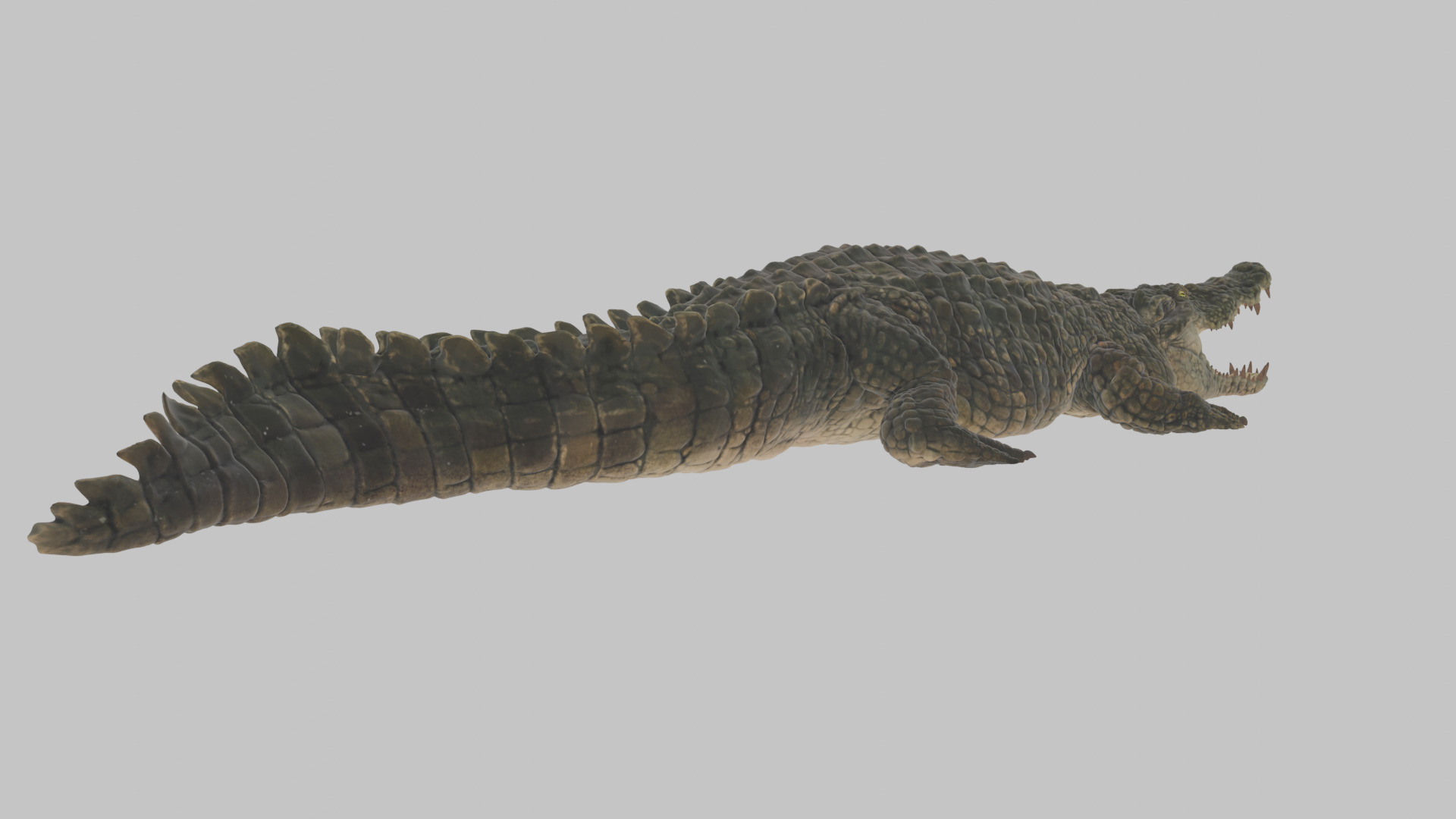 Highly Detailed Crocodile 3D Model 3D model_4