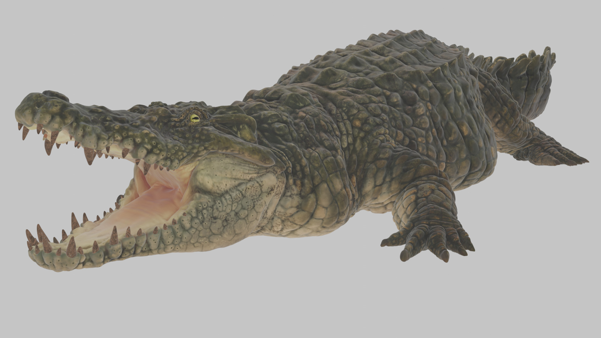Highly Detailed Crocodile 3D Model 3D model_9