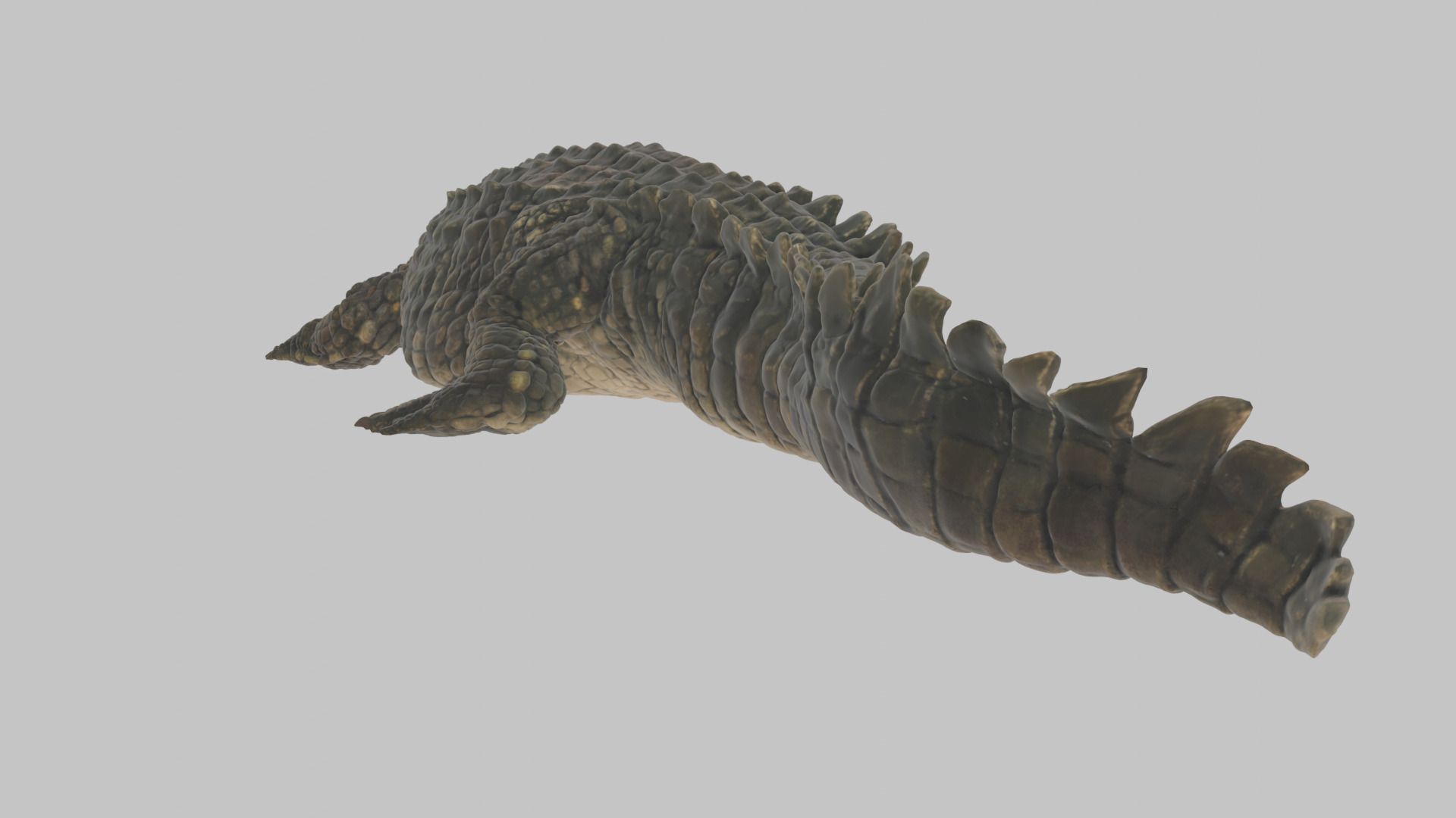 Highly Detailed Crocodile 3D Model 3D model_14