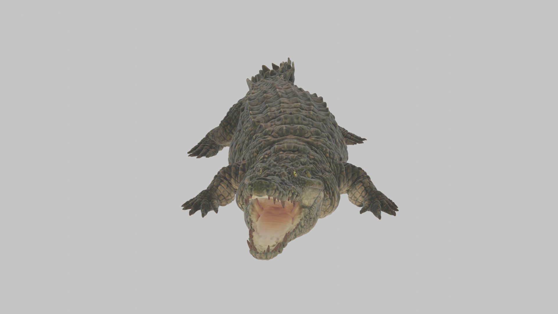 Highly Detailed Crocodile 3D Model 3D model_1