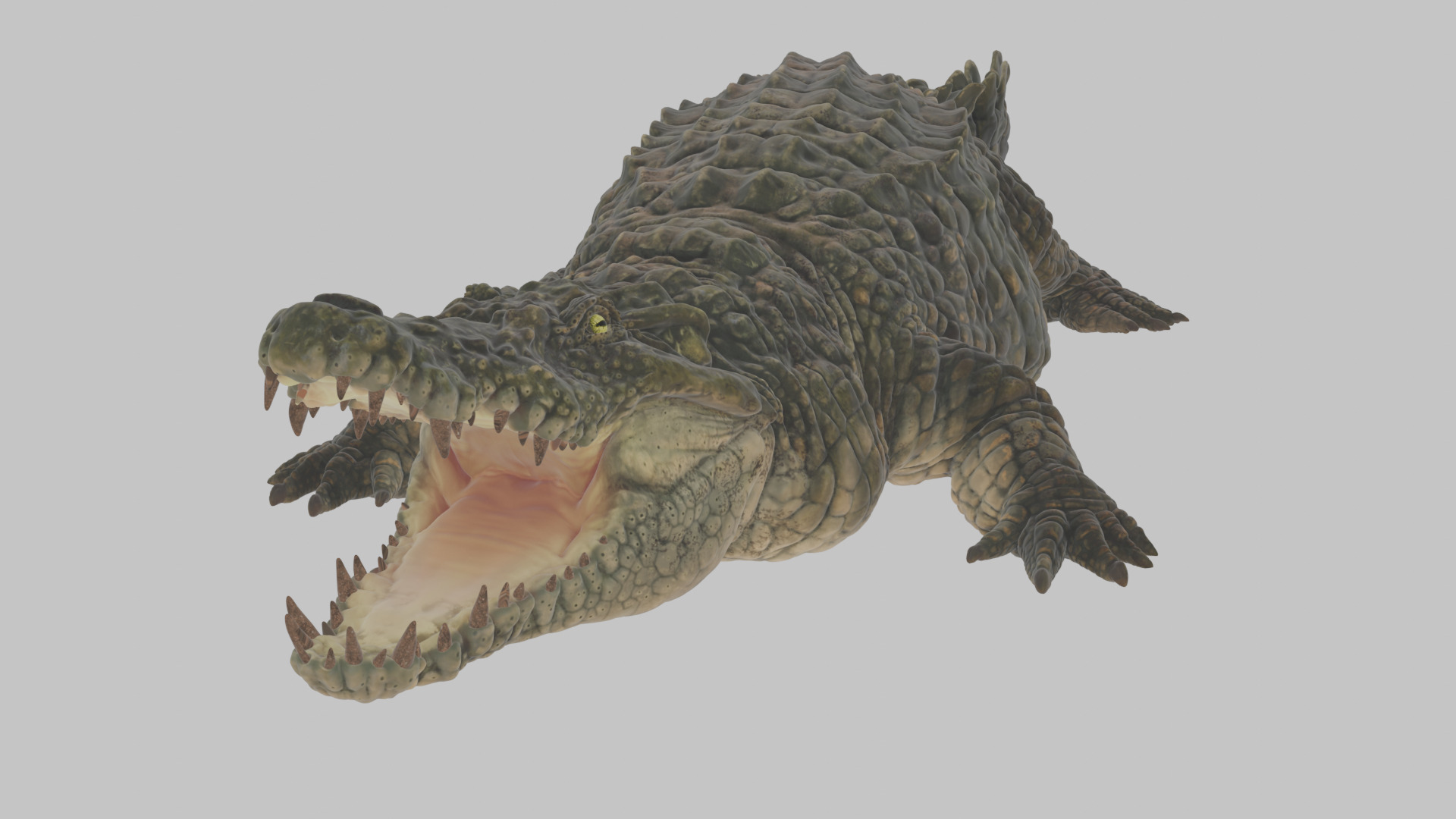 Highly Detailed Crocodile 3D Model 3D model_6