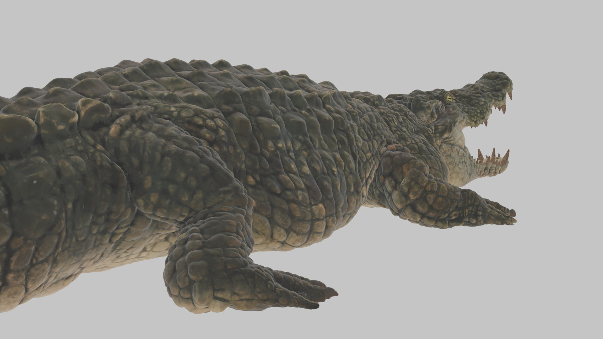 Highly Detailed Crocodile 3D Model 3D model_11