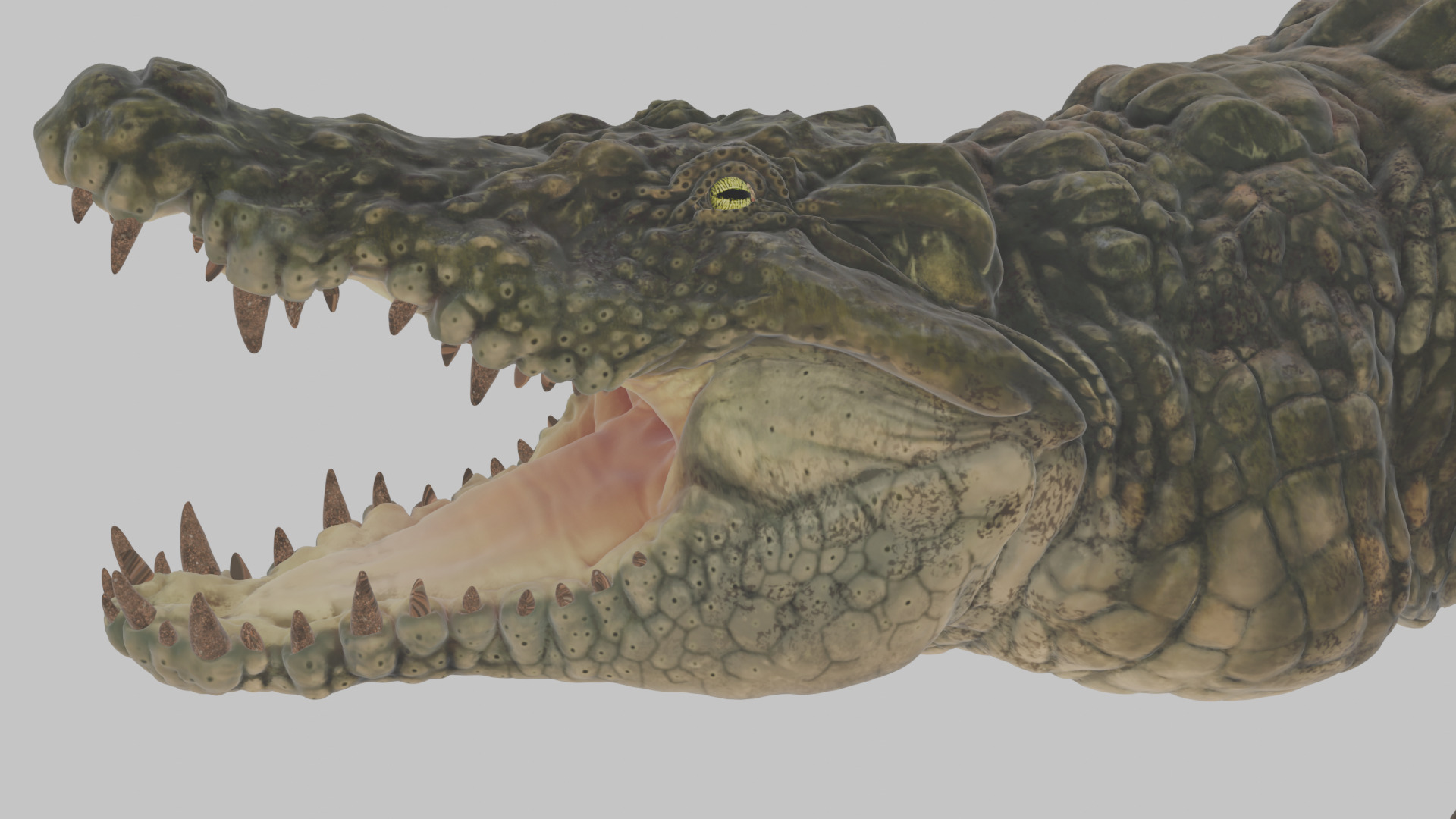 Highly Detailed Crocodile 3D Model 3D model_10