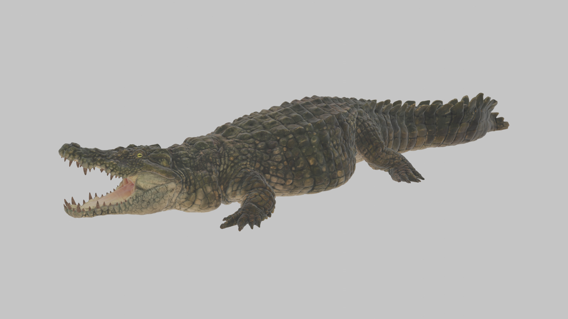 Highly Detailed Crocodile 3D Model 3D model_2