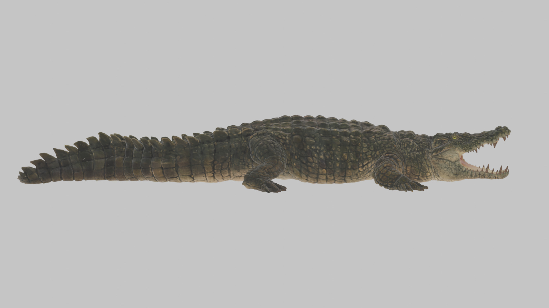 Highly Detailed Crocodile 3D Model 3D model_13