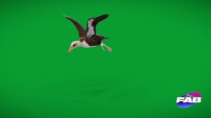 Albatross Bird Low-poly 3D model