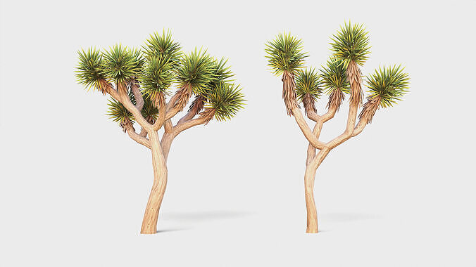 Joshua tree Low-poly 3D model