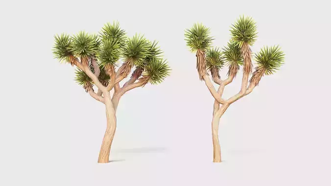 Joshua tree Low-poly 3D model
