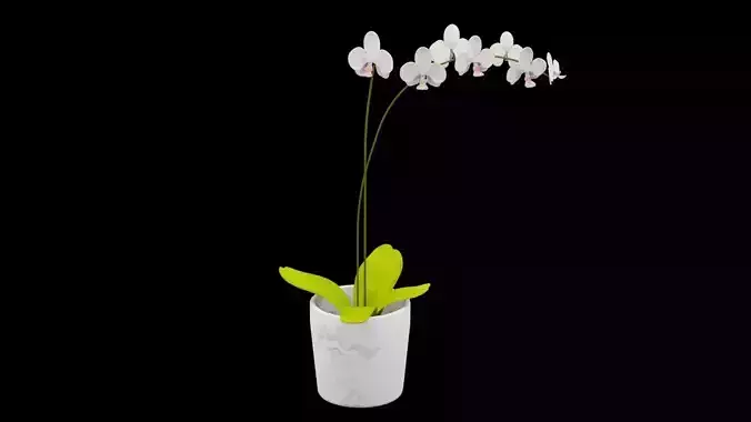 Orchid Plant Low-poly 3D model