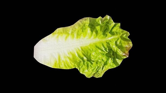 Lettuce Vegetable Low-poly 3D model 6