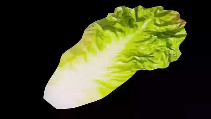 Lettuce Vegetable