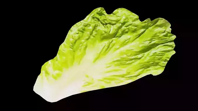 Lettuce Vegetable