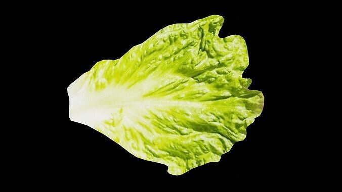 Lettuce Vegetable Low-poly 3D model 6