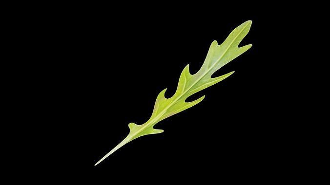 Lettuce Vegetable Low-poly 3D model