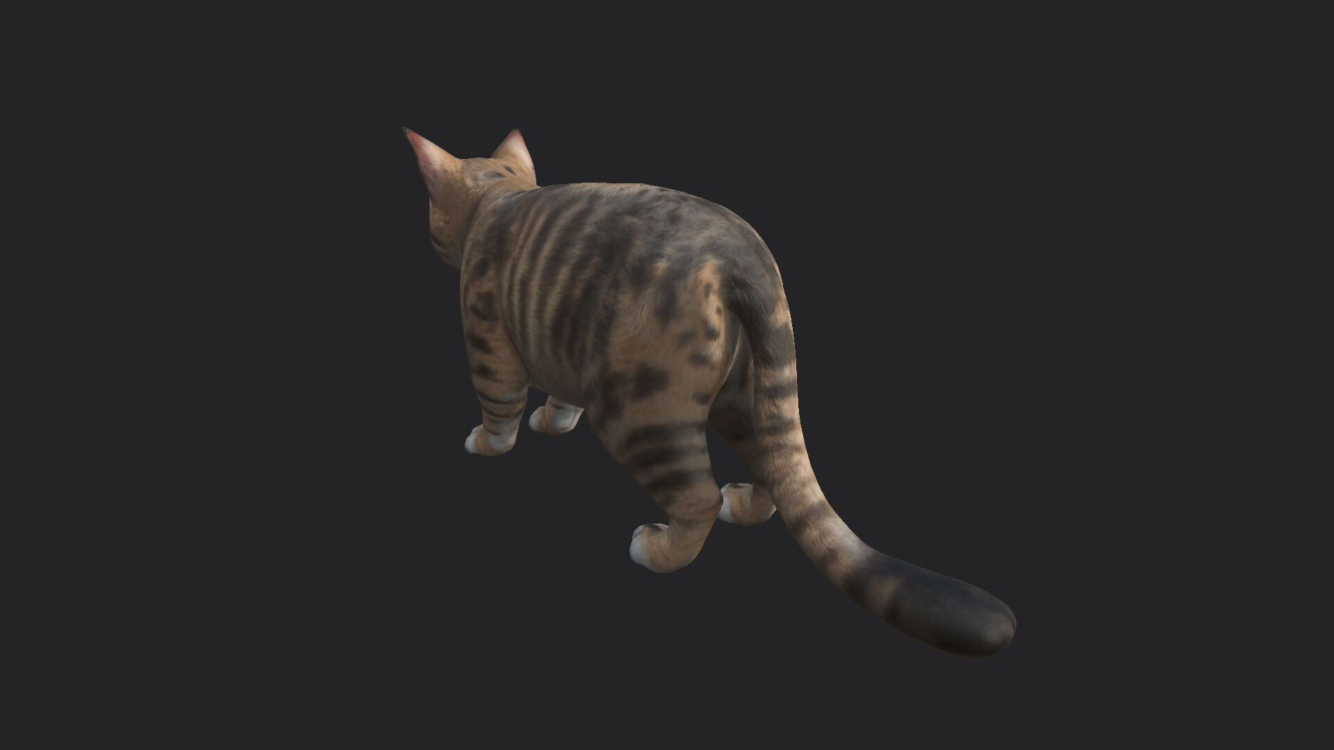 Cat 3D Model 001 Low-poly 3D model_6