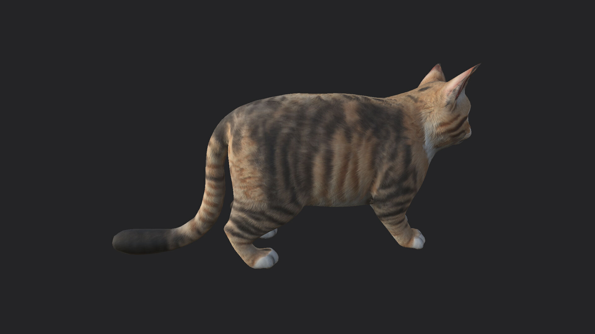 Cat 3D Model 001 Low-poly 3D model_10