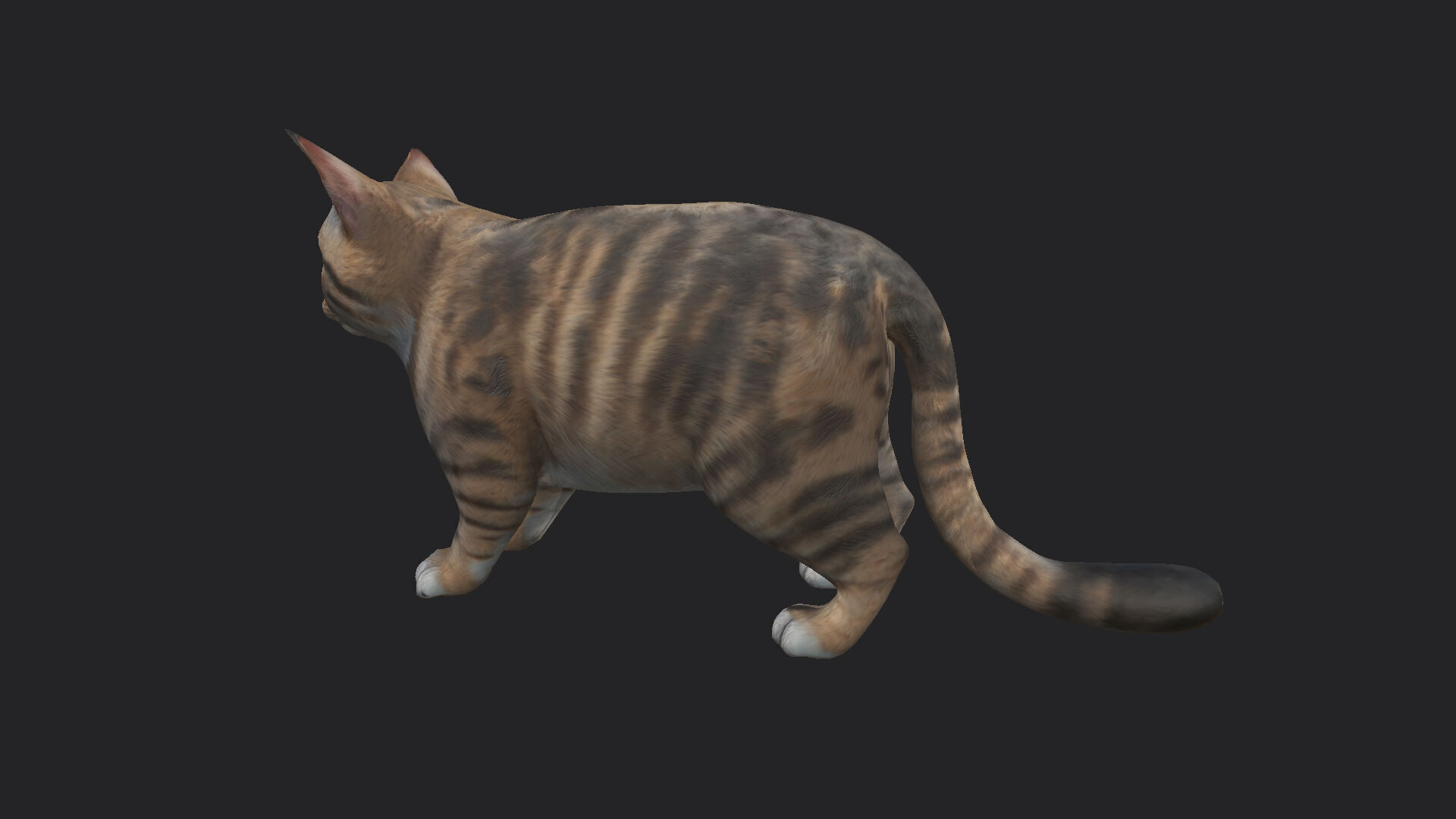 Cat 3D Model 001 Low-poly 3D model_5